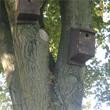 Tree with bird house